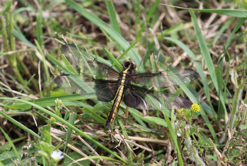 Photo of Widow Skimmer
