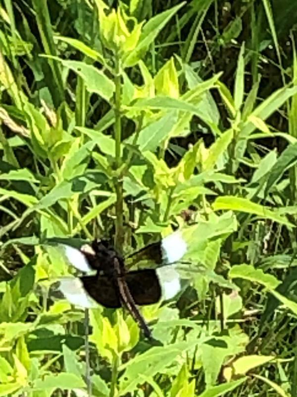 Photo of Widow Skimmer