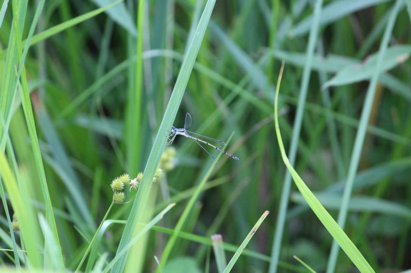 Photo of Sedge Sprite