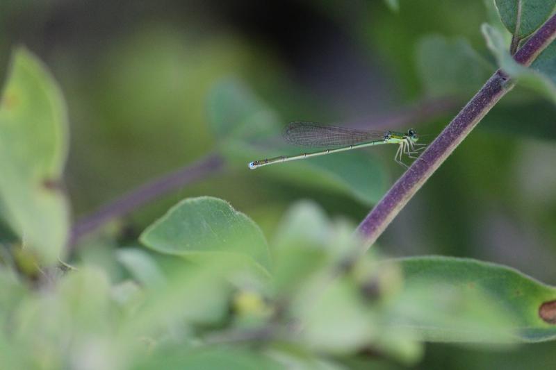 Photo of Sedge Sprite