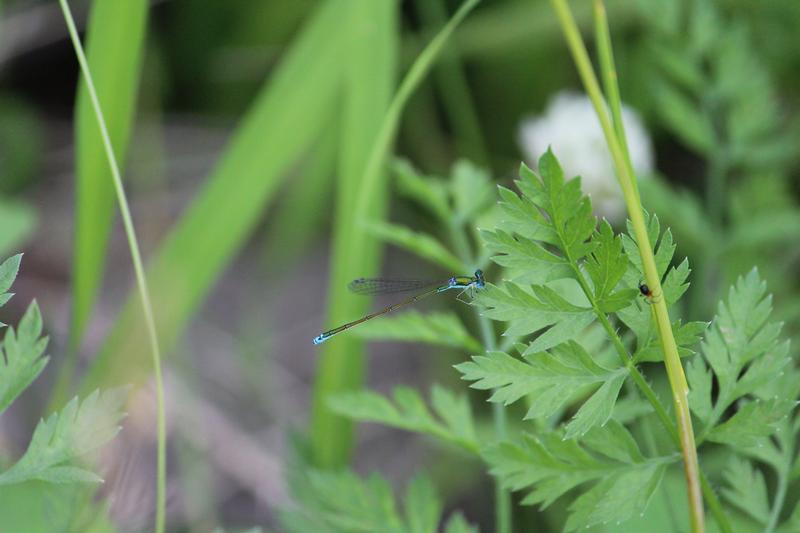 Photo of Sedge Sprite