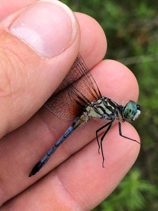 Photo of Blue Dasher