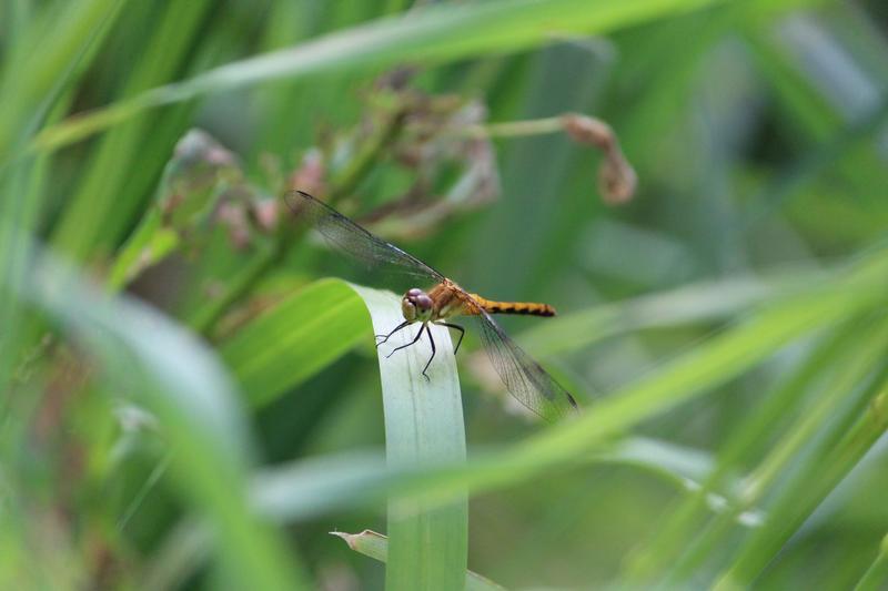 Photo of White-faced Meadowhawk