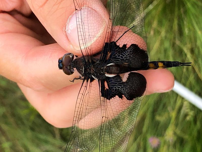 Photo of Black Saddlebags