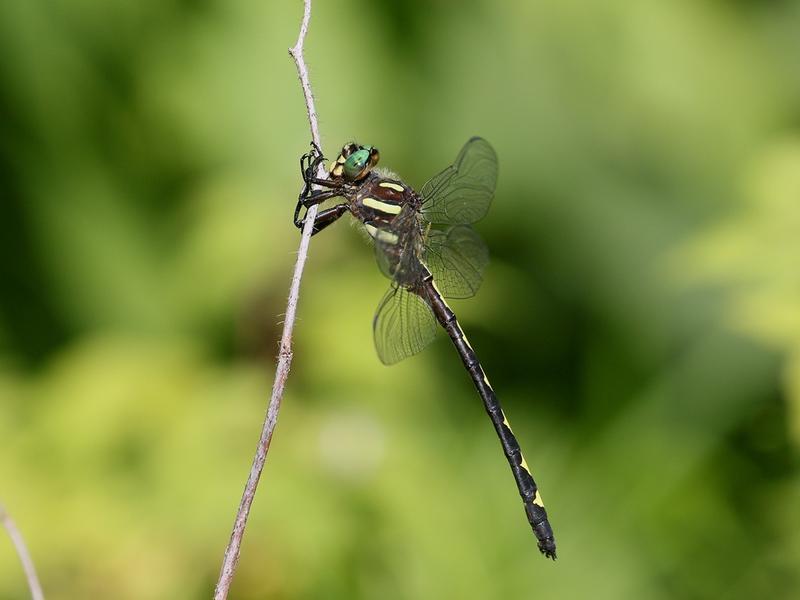 Photo of Arrowhead Spiketail