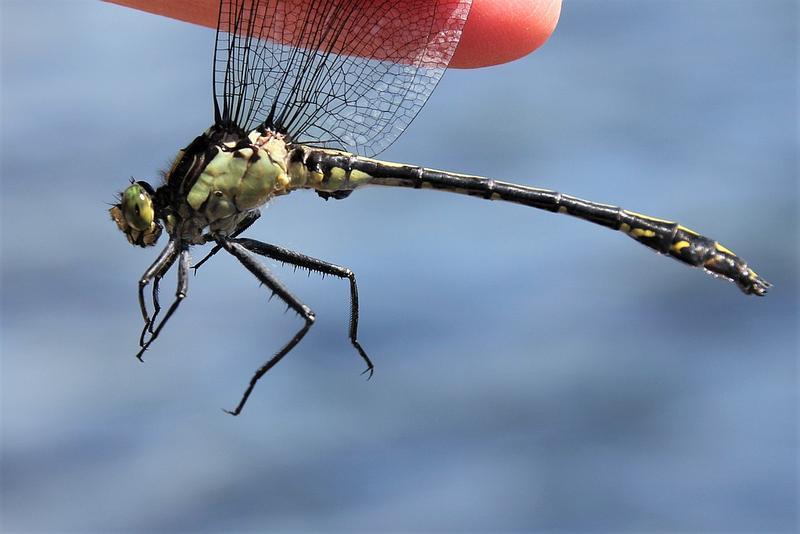 Photo of Black-shouldered Spinyleg