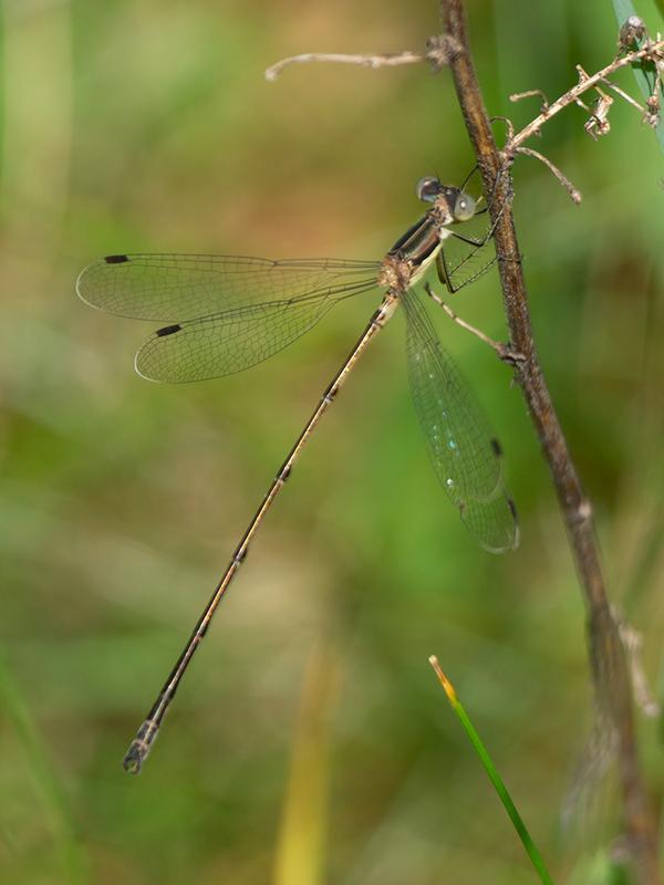 Photo of Slender Spreadwing