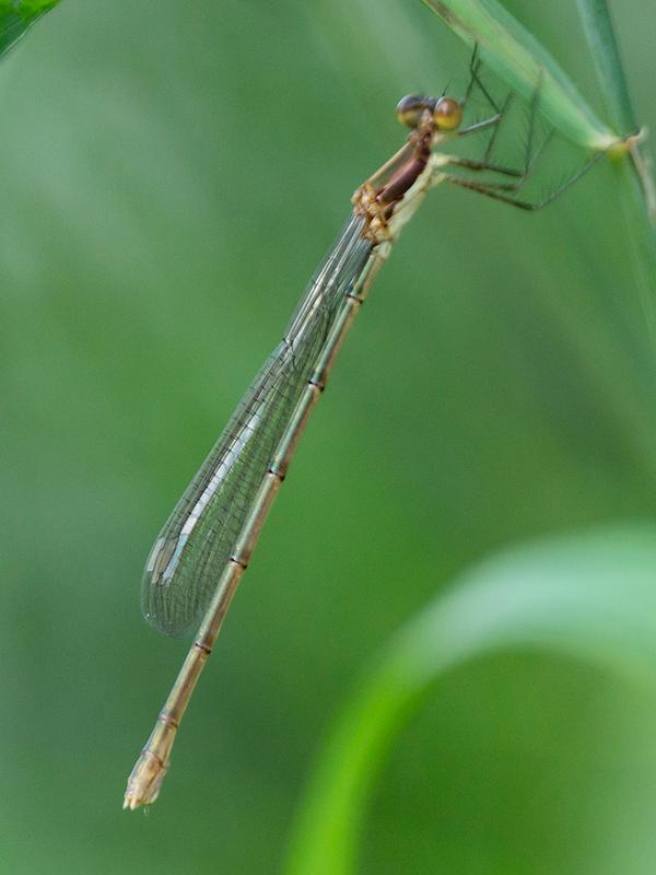 Photo of Swamp Spreadwing