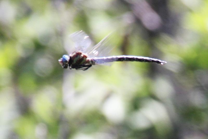 Photo of Cyrano Darner