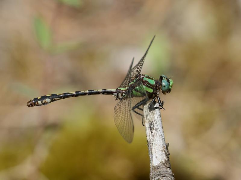 Photo of Riffle Snaketail