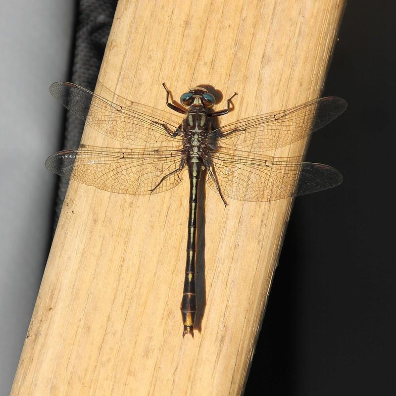 Photo of Lancet Clubtail