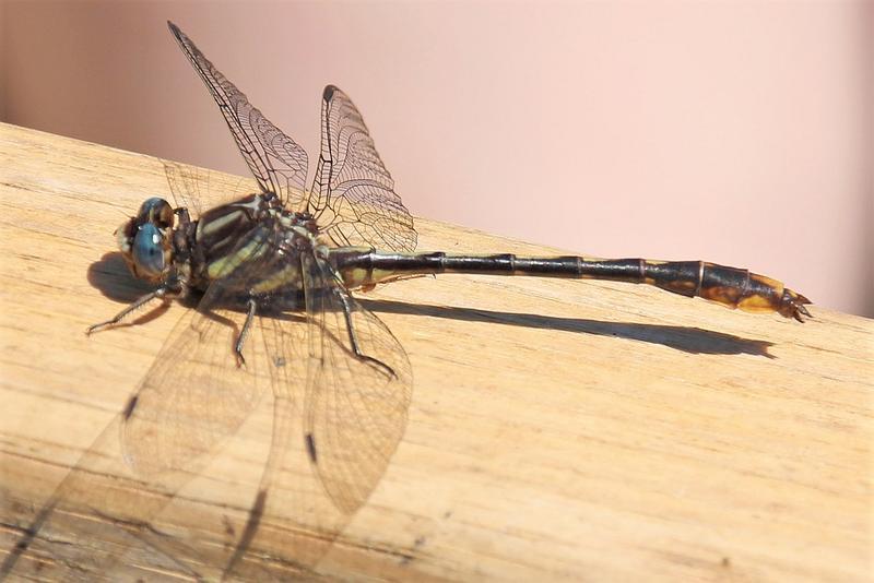 Photo of Lancet Clubtail