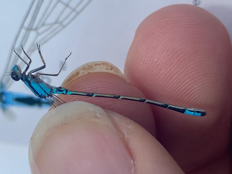 Photo of Skimming Bluet
