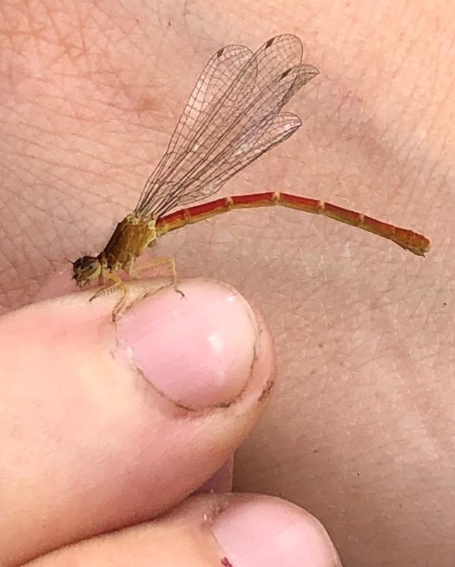 Photo of Western Red Damsel