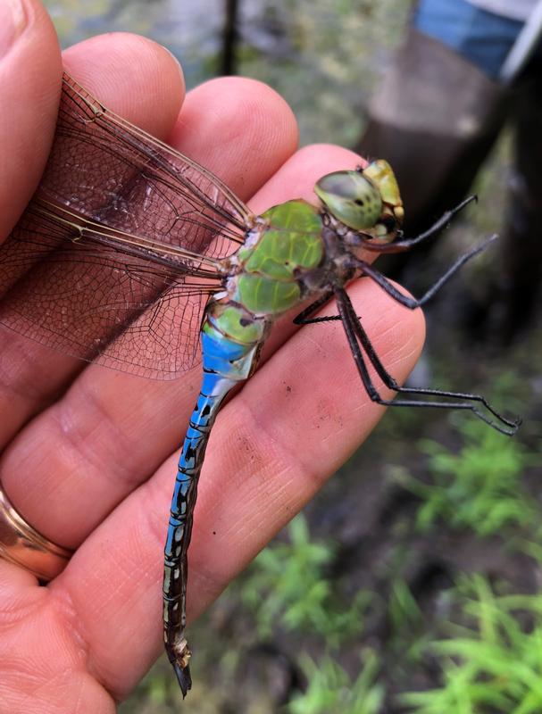 Photo of Common Green Darner