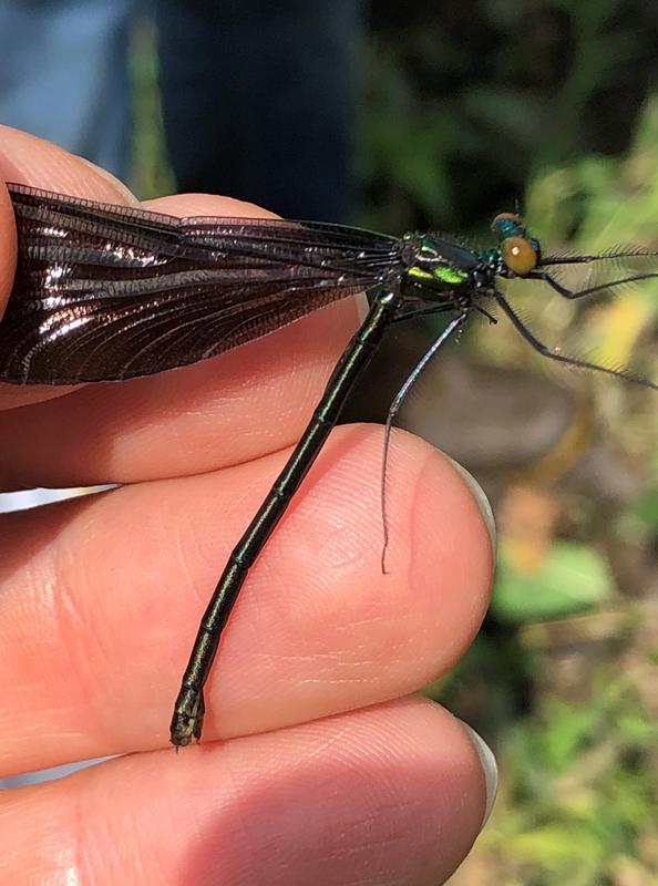 Photo of Ebony Jewelwing