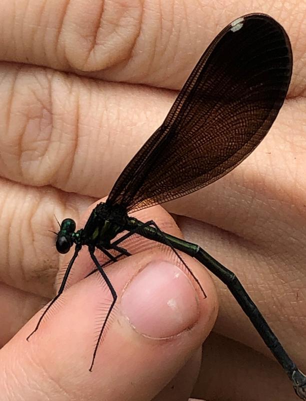 Photo of Ebony Jewelwing