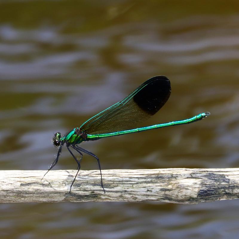 Photo of River Jewelwing