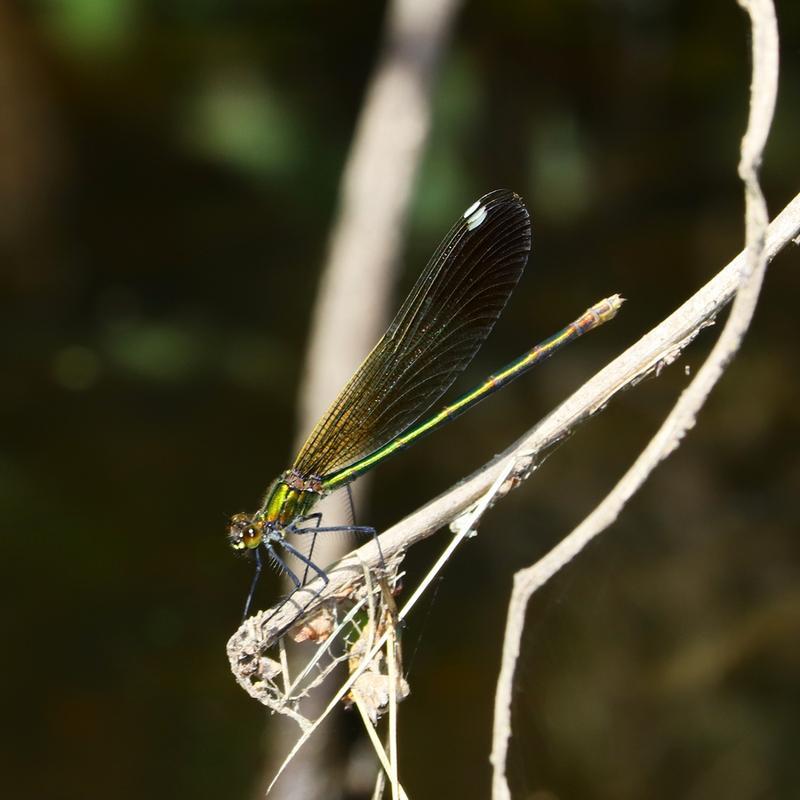 Photo of River Jewelwing