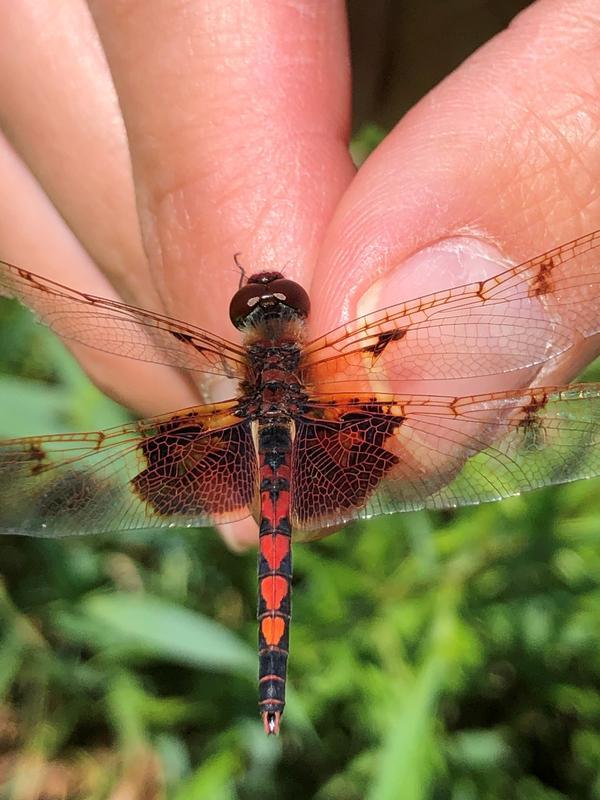 Photo of Calico Pennant