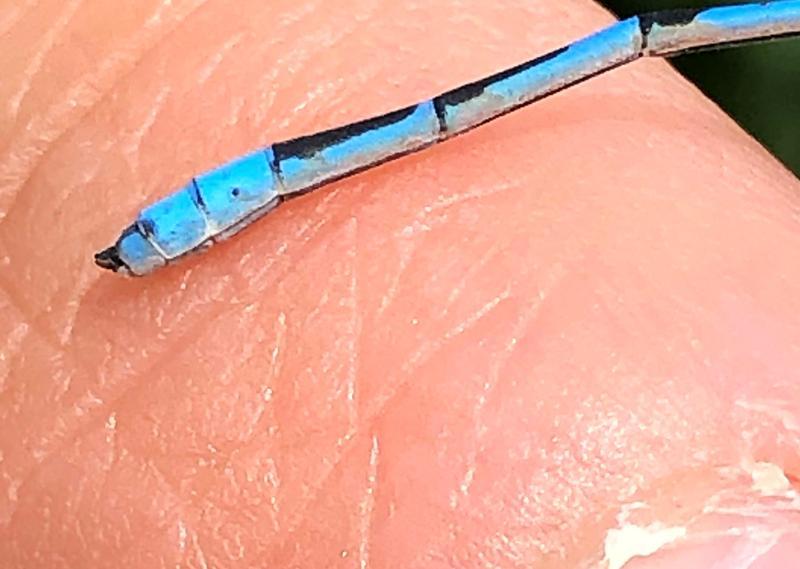 Photo of Familiar Bluet