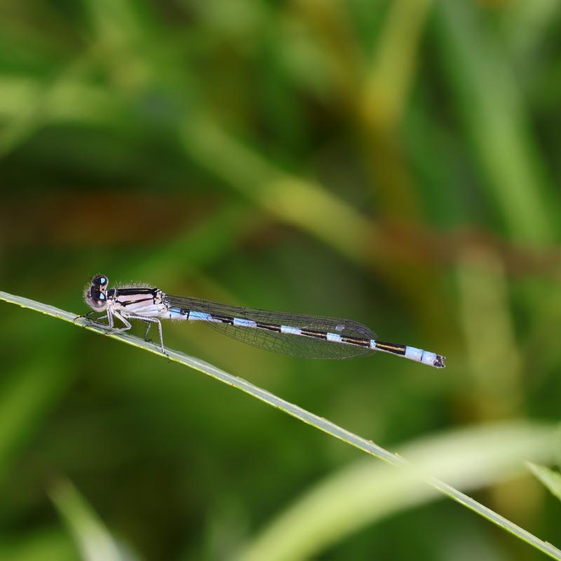 Photo of Tule Bluet