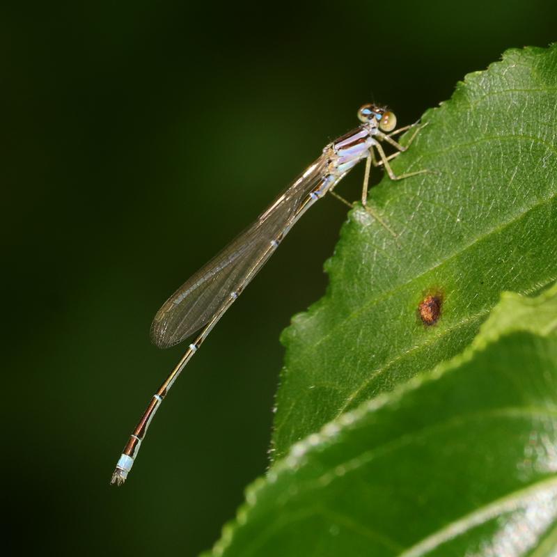 Photo of Orange Bluet