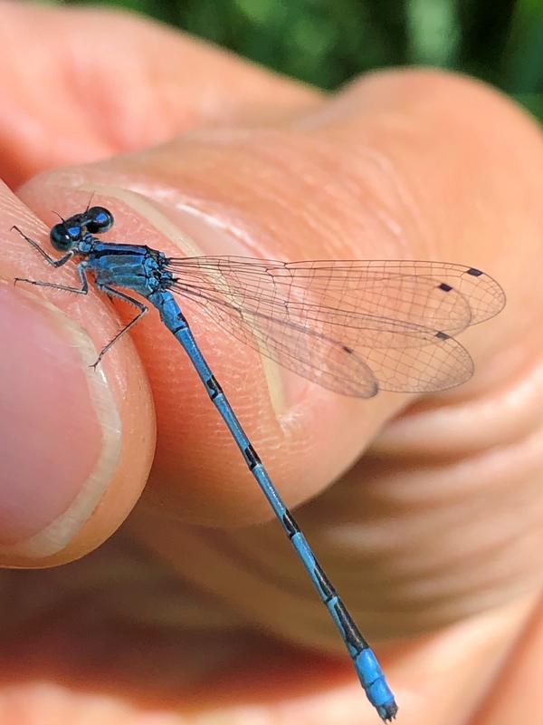 Photo of Hagen's Bluet