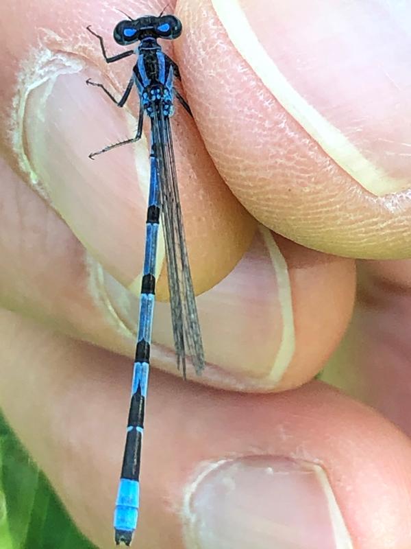 Photo of Hagen's Bluet