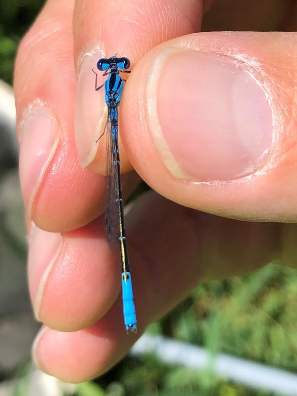 Photo of Azure Bluet