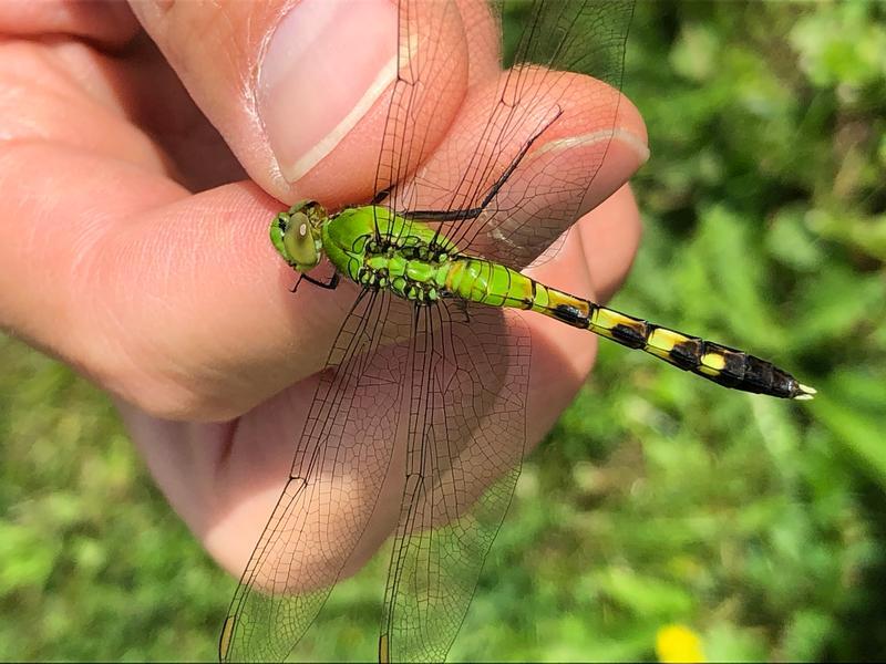 Photo of Eastern Pondhawk