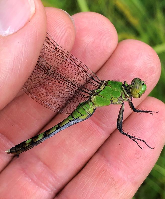 Photo of Eastern Pondhawk