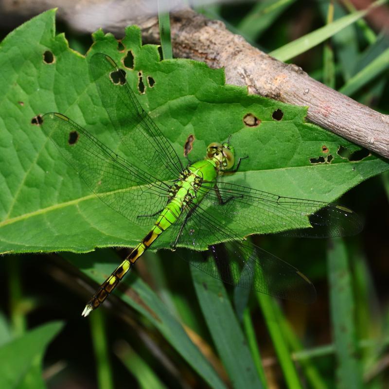 Photo of Eastern Pondhawk
