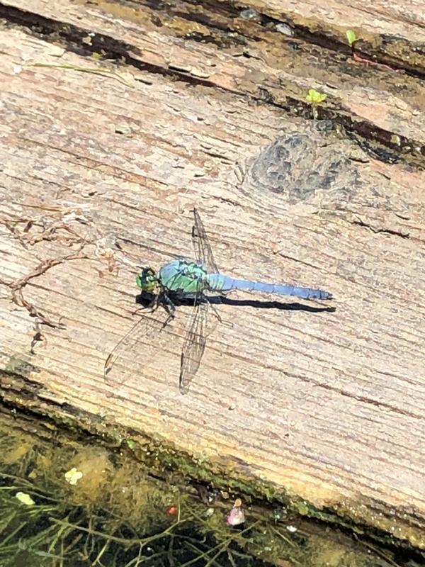 Photo of Eastern Pondhawk