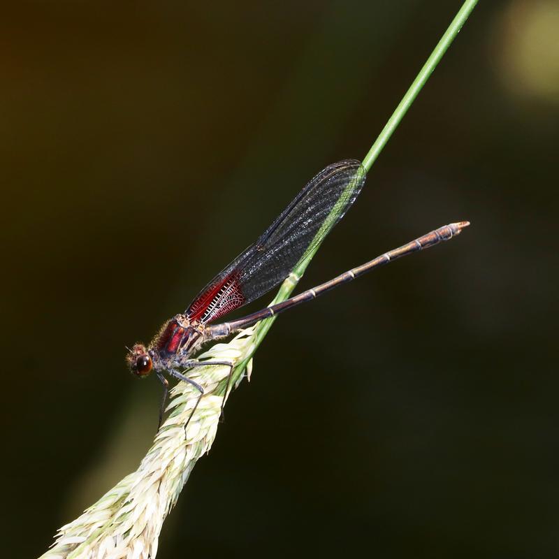 Photo of American Rubyspot