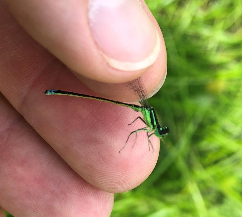 Photo of Eastern Forktail