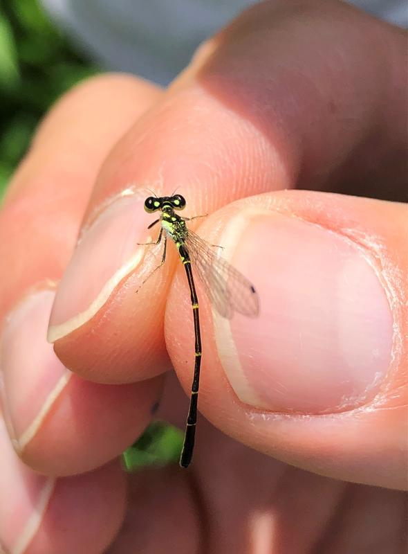 Photo of Fragile Forktail