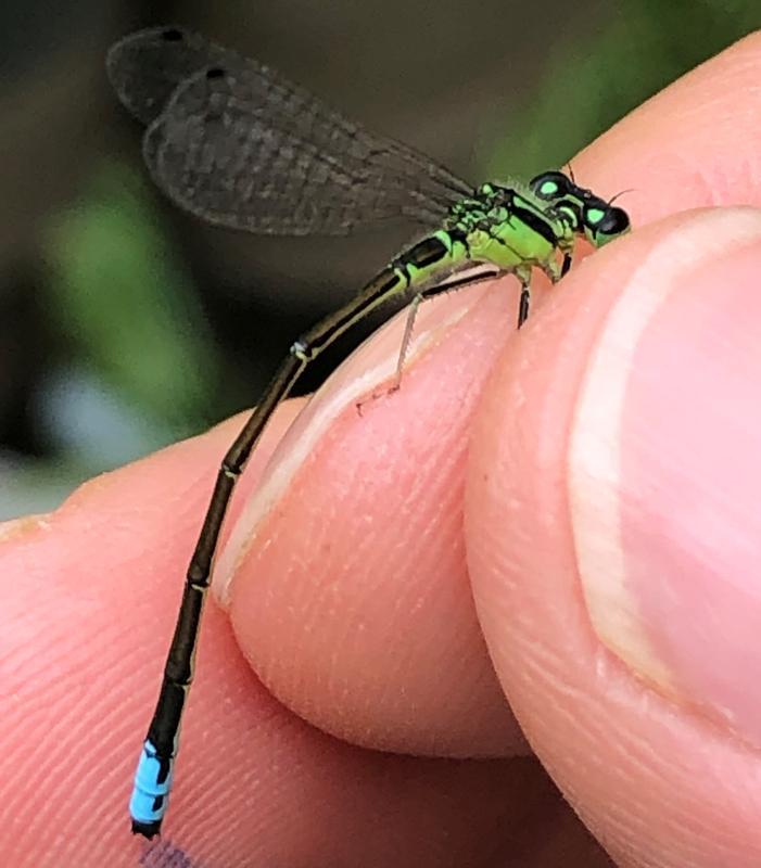 Photo of Eastern Forktail