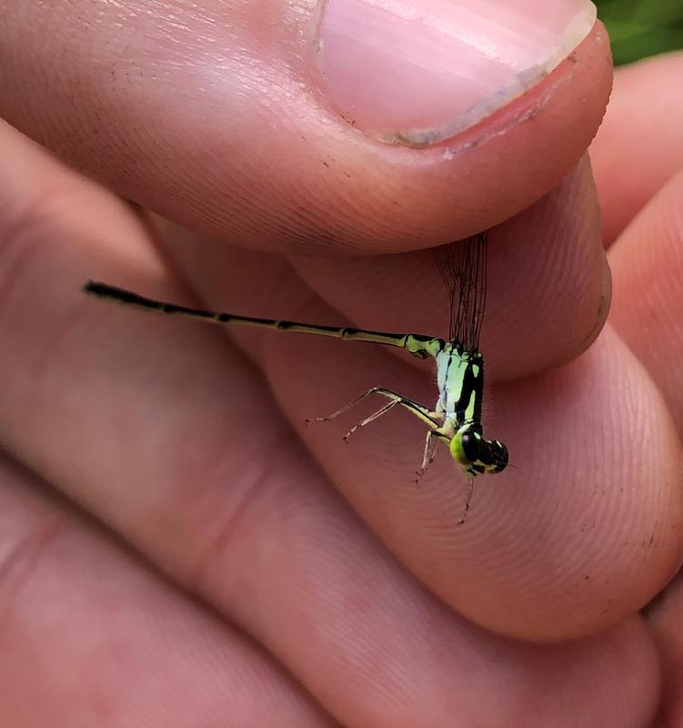 Photo of Fragile Forktail