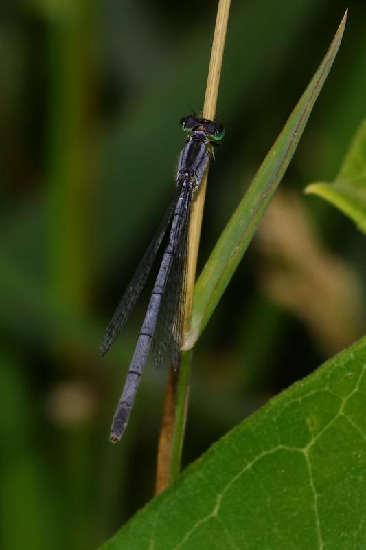 Photo of Eastern Forktail