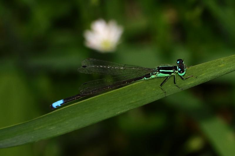 Photo of Eastern Forktail