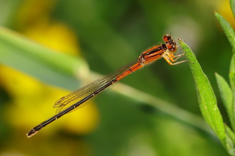 Photo of Eastern Forktail