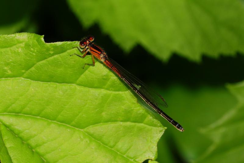 Photo of Eastern Forktail