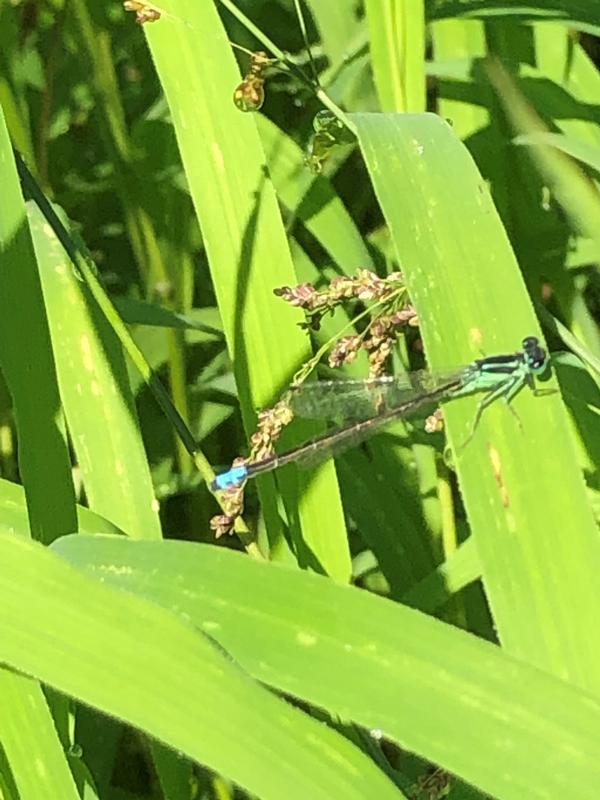 Photo of Eastern Forktail