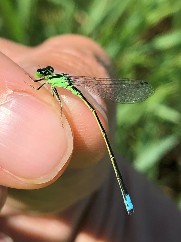 Photo of Eastern Forktail