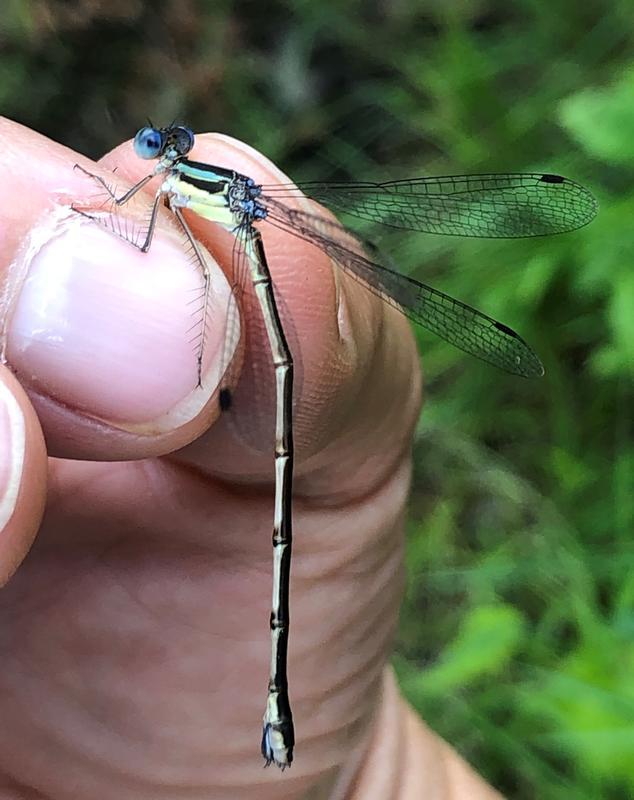 Photo of Slender Spreadwing