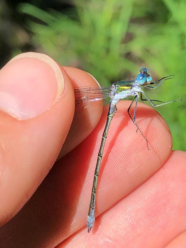 Photo of Emerald Spreadwing