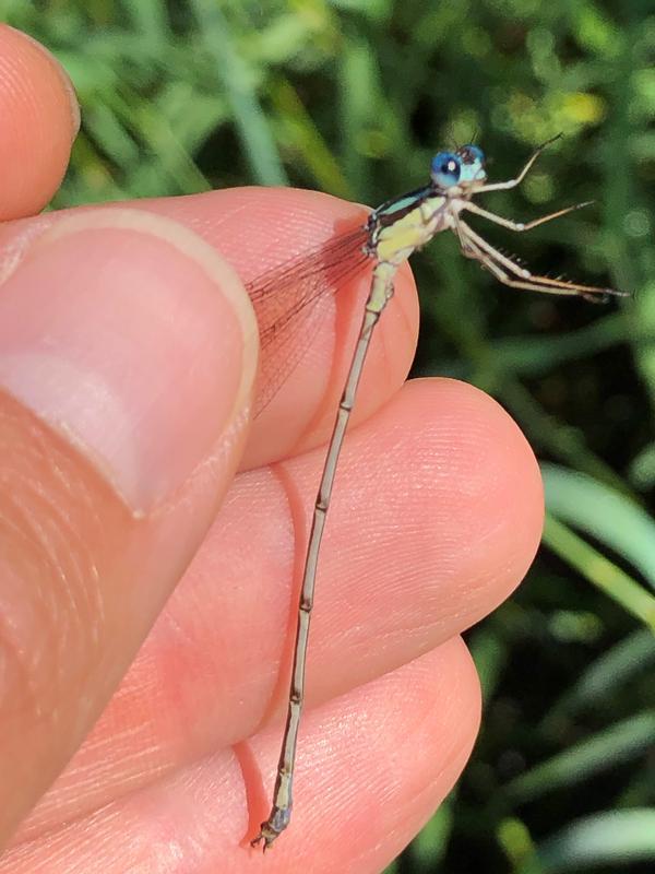 Photo of Slender Spreadwing