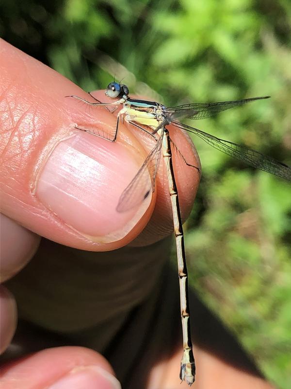 Photo of Slender Spreadwing