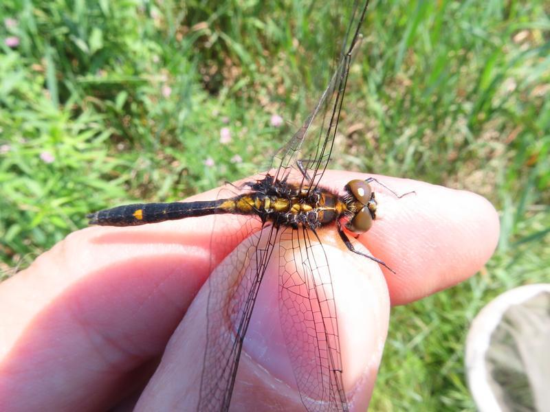Photo of Dot-tailed Whiteface